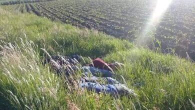 Confunden a 7 albañiles de Michoacán y los ejecutan en Guanajuato