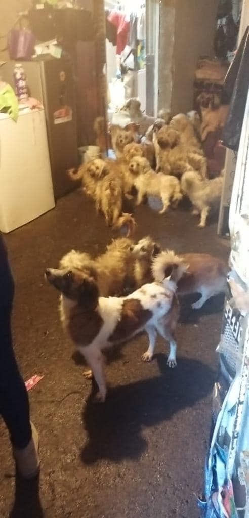 Rescatan a 60 perros en Uruapan relacionados con crueldad animal