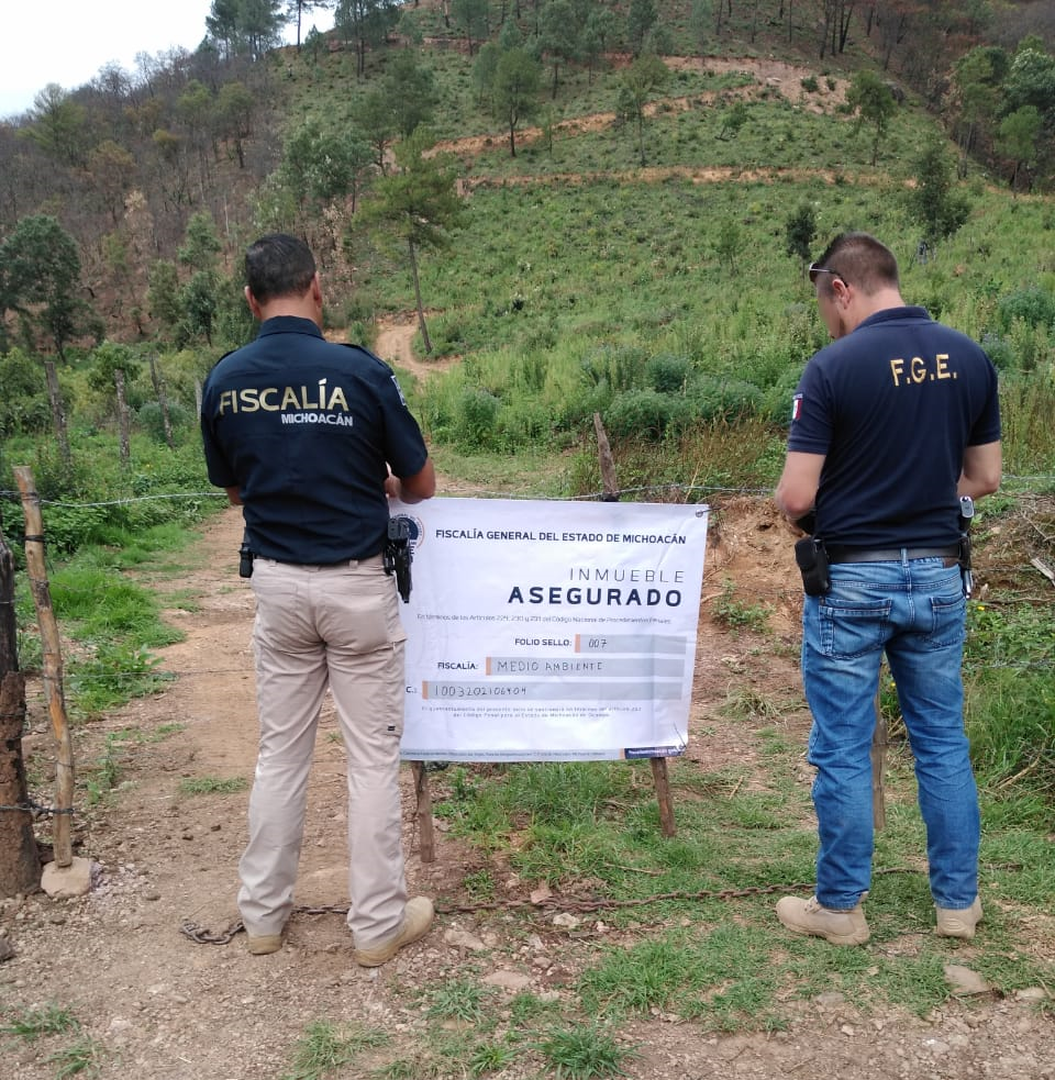 Fiscalía asegura predio en Pátzcuaro donde talaron árboles forestales para plantar aguacate