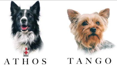 athos tango perros