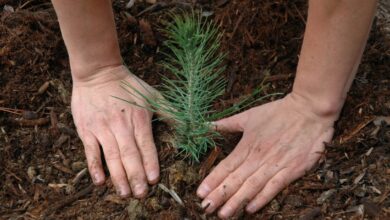 reforestación patzcuaro 2021