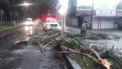 Aguacero derriba árboles en Pátzcuaro