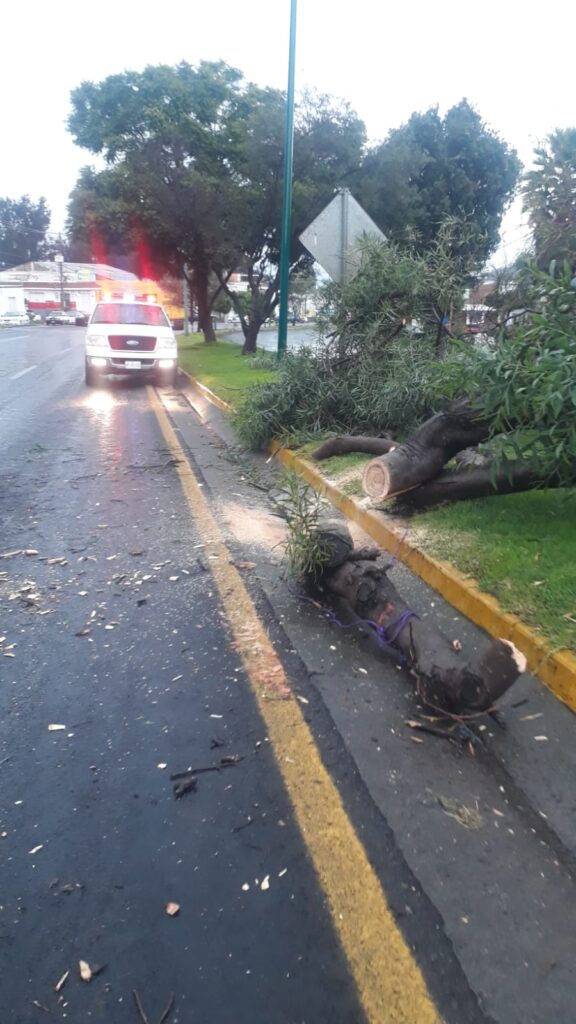 Aguacero derriba árboles en Pátzcuaro