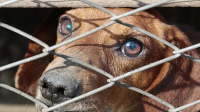 crueldad animal morelia michoacan