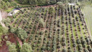 Investigan en Pátzcuaro a presunto responsable de plantar HUERTA ILEGAL de aguacate