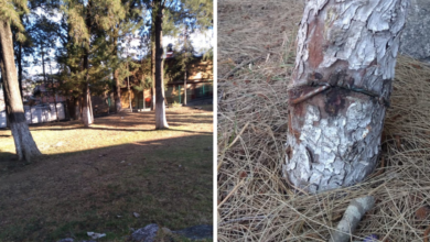 Vecinos piden a Gobierno no sean cortados los árboles de la colonia El Calvario, en Pátzcuaro