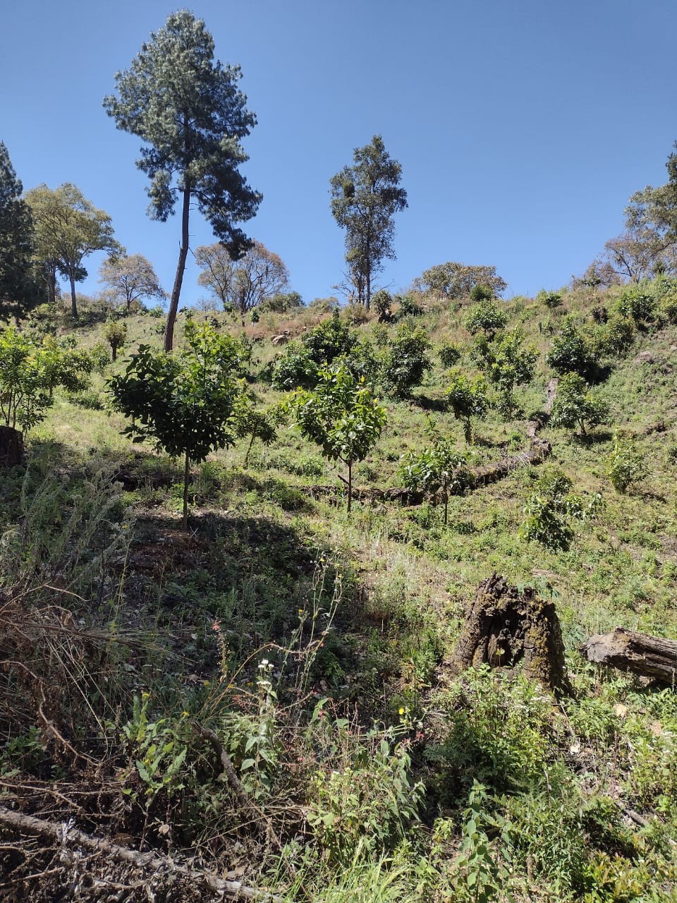 Localizan una huerta clandestina en Pátzcuaro