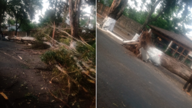 Árbol gigante cae en avenida Lázaro Cárdenas