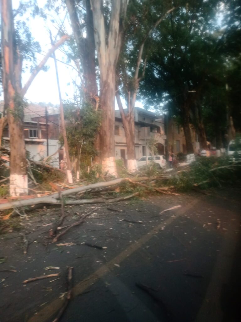 Árbol gigante cae en avenida Lázaro Cárdenas