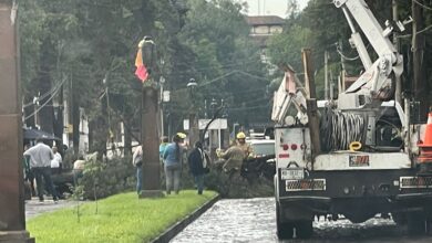 cae arbol patzcuaro