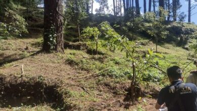 delitos medio ambiente michoacan