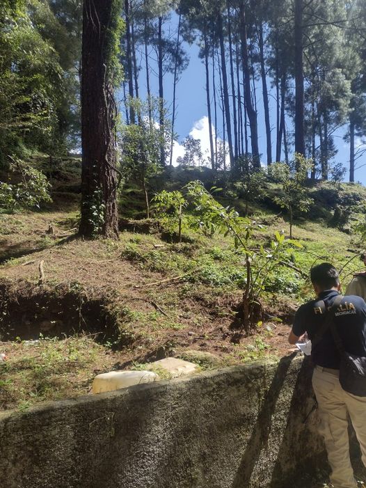 delitos medio ambiente michoacan