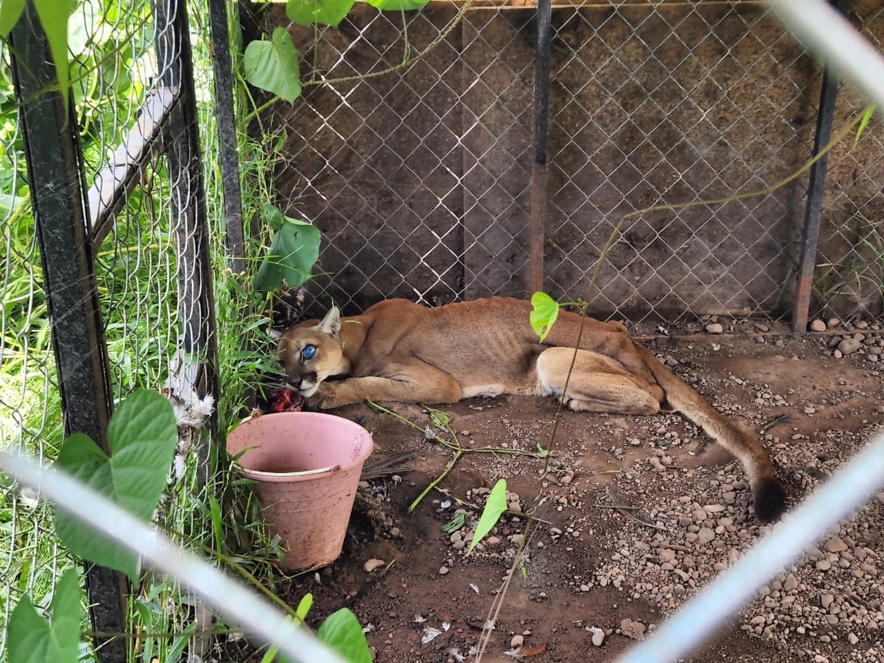 puma armas Michoacán