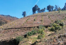 Encuentran plantaciones de aguacate y árboles derribados en Pátzcuaro