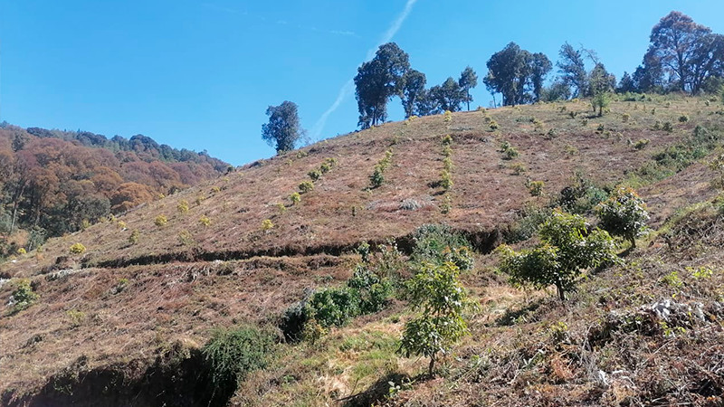 Encuentran plantaciones de aguacate y árboles derribados en Pátzcuaro