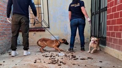 Denuncia ciudadana destapa maltrato animal en Michoacán