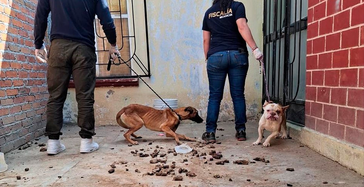 Denuncia ciudadana destapa maltrato animal en Michoacán